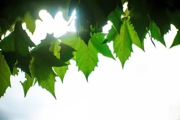 形容夏天的诗句文案古诗