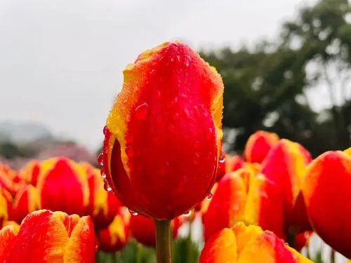 春天花开之时的文案