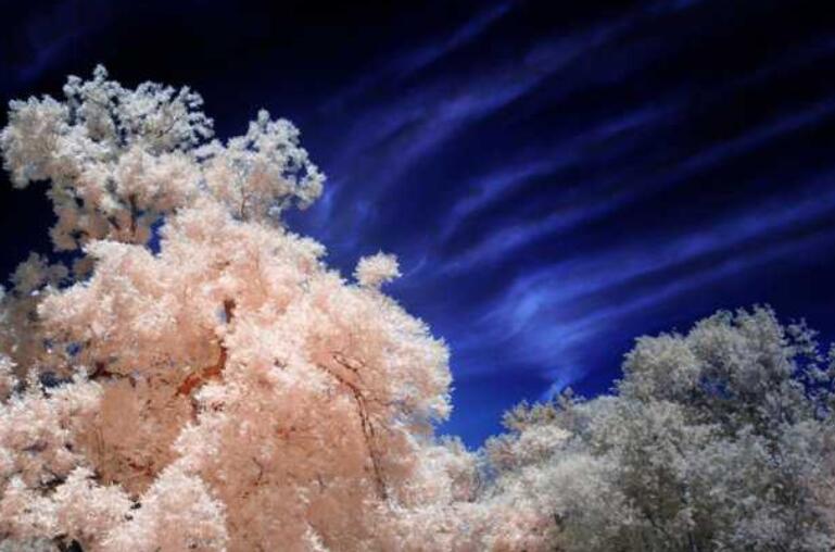 真真假假的人心的句子文案