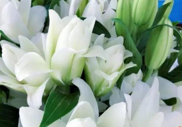 用一句话赞美百合花