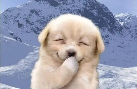 晒自己的宠物的说说文案