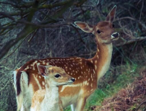 关于麋鹿的唯美短句