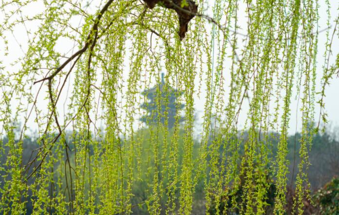 描写柳树倒映在水中的诗词