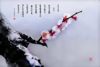 描写梅花外貌的优美句子文案