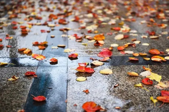 秋叶离愁诗句文案