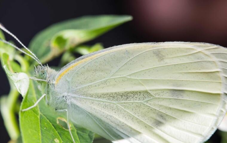昆虫记读书笔记摘抄好词好句文案