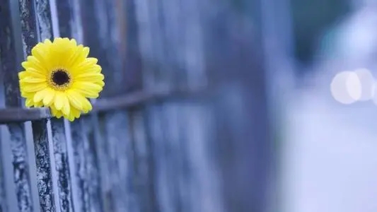 张小娴最经典的一句话