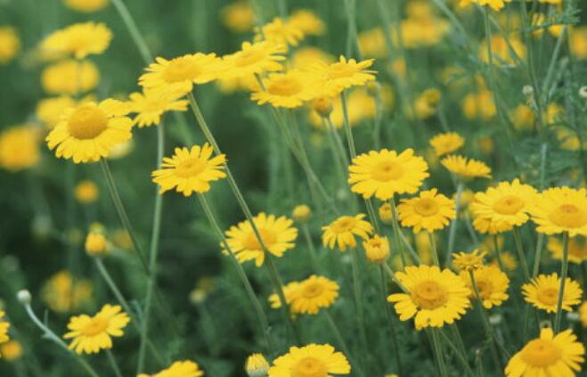 名人名言英语长句摘抄