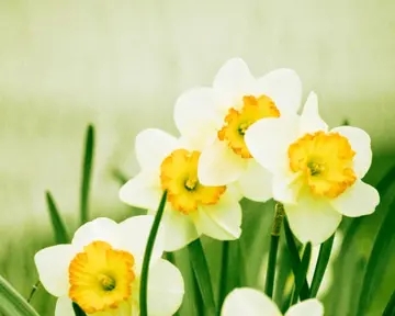 静待花开相似的句子文案