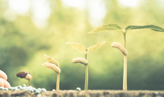 读书笔记摘抄四年级