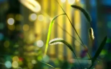 表达需要心静的句子文案