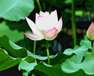 形容花漂亮唯美的诗句文案