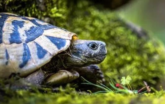 关于萌宠可爱的句子文案