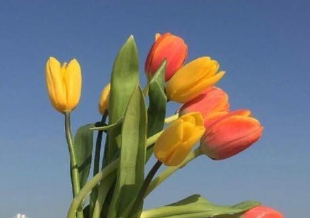 最美早安心语短句