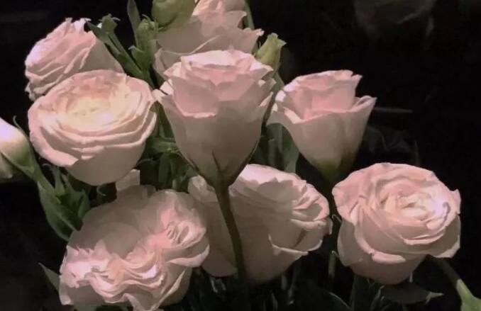 骂人的话带死妈的