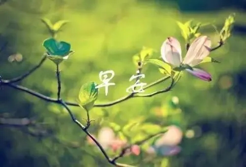 早上对一个人说早安的说说文案