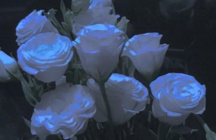 关于花的文案温柔