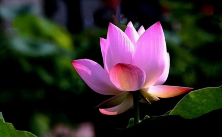 人生扎心语句文案