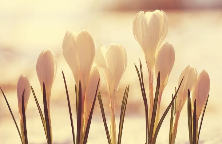 淡然随心说说文案短句