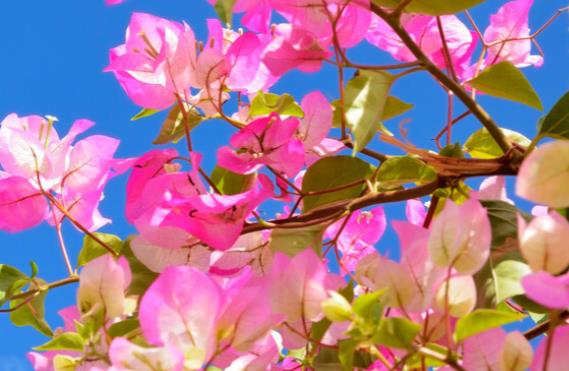 给刚处对象的女友的句子文案