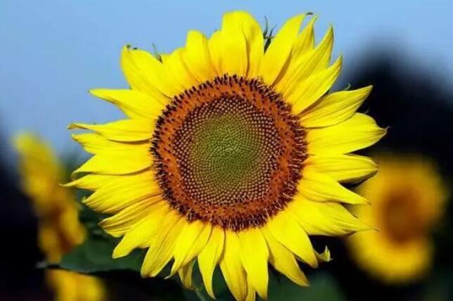 大学英语美句摘抄