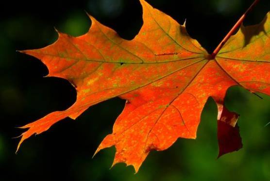 描写十月的优美句子文案