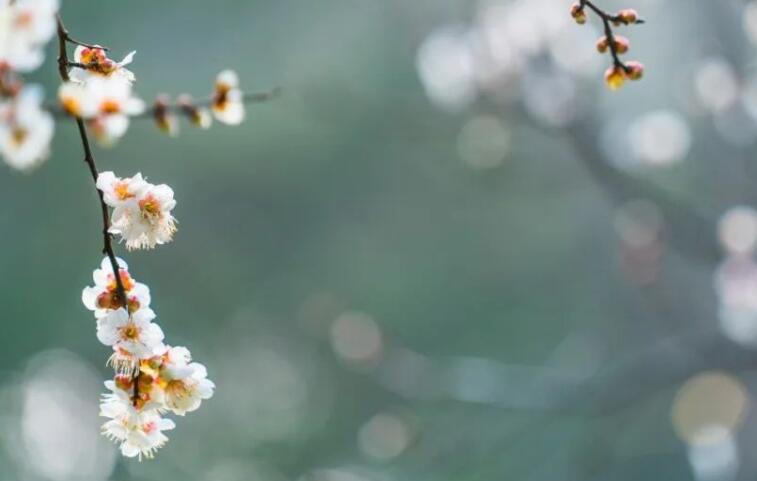 形容花开得很美的诗句文案