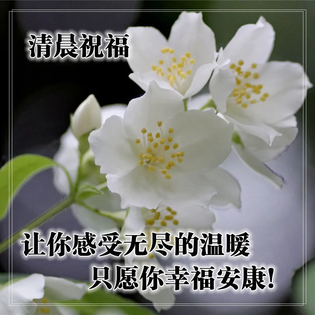 早上最亲切的问候语和图片