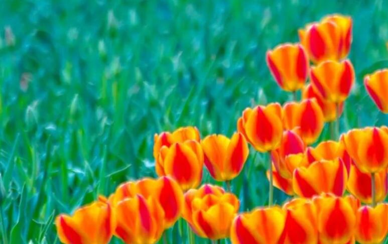 郁金香的句子文案