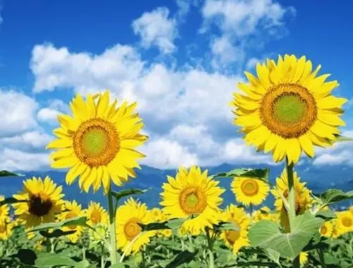 有关花的哲理名句文案