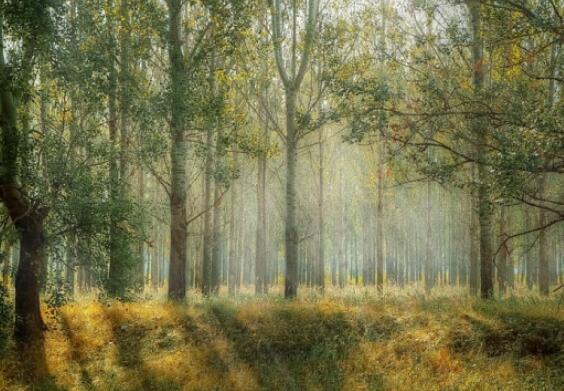 有修辞手法的好句文案短