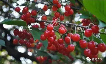 吃樱桃的说说文案朋友圈