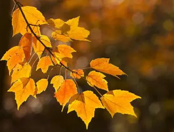 描写秋天好句文案摘抄大全10字