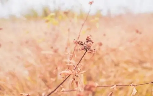 很有诗意的句子文案