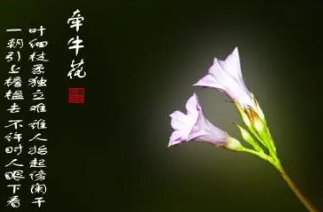 花开头的诗句文案