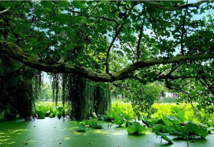 感谢大哥的守护的句子文案