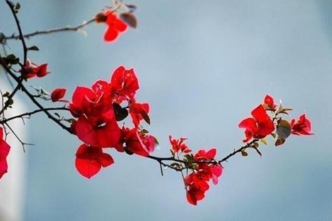 带有颜色的句子文案四年级