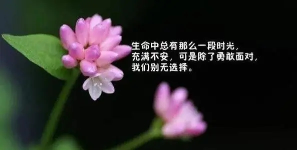 积极向上热爱生活的句子文案