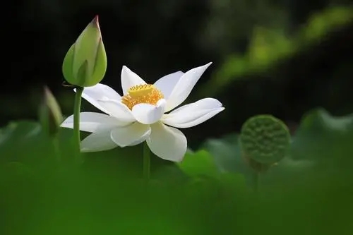 莲花圣洁高雅诗句文案