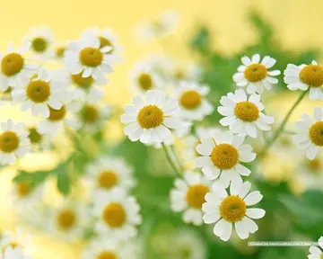 20个优美句子文案