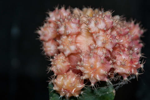 四个字赞美女神的句子文案