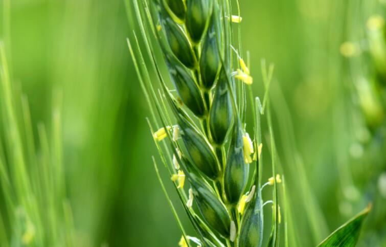 关于二十四节气小满的古诗