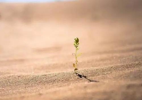 意志坚定的名言