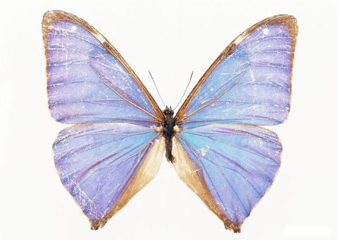 关于蝴蝶的朋友圈说说文案