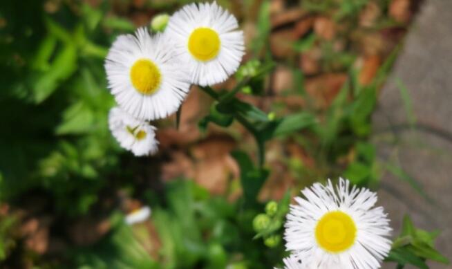 抖音最火的结婚纪念日的句子文案