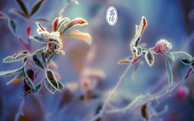 描写霜降节气的古诗