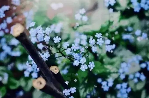 简短唯美的微信签名