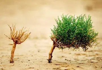 对生命失去希望的句子文案