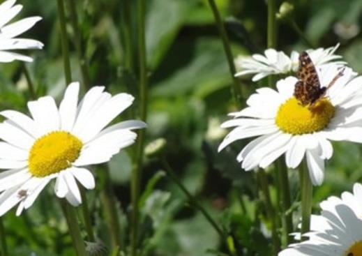 关于姑娘的说说文案