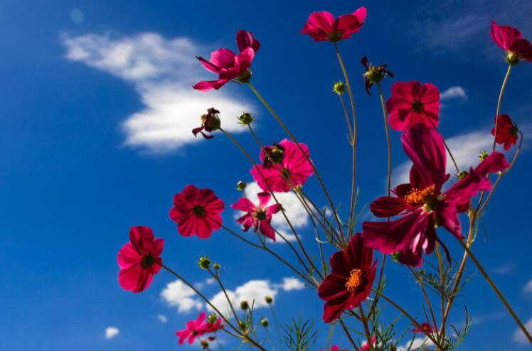 描写花开的过程的句子文案